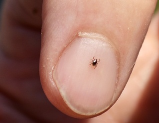 Yale researchers identify extent of new tick-borne infection